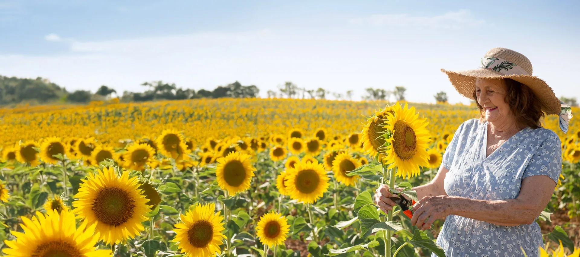 Older adult cutting sunflower in field of sunflowers under sunny blue sky